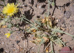 Malacothrix sonchoides