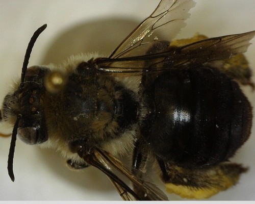 iNaturalist observation photo of Eucera