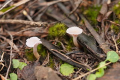 Hygrocybe reesiae