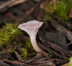 Hygrocybe reesiae