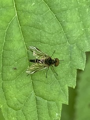 Chrysopilus fasciatus