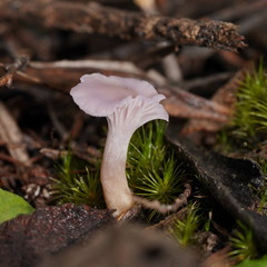 Hygrocybe reesiae