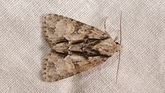 Acronicta strigosa