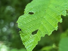 Eugnamptus angustatus