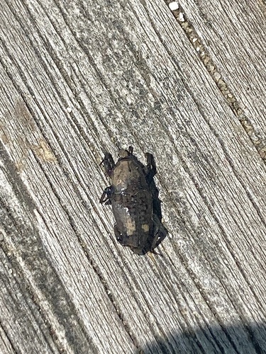 Southern Corn Billbug photo 4