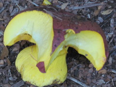 Butyriboletus loyo