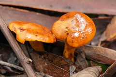 Cortinarius abnormis