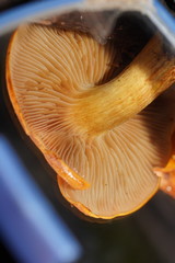 Cortinarius abnormis