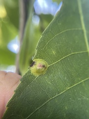Phylloxera foveola