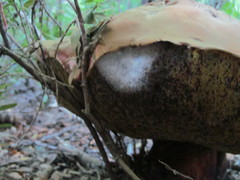 Butyriboletus loyo