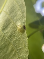 Phylloxera foveola