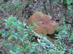 Butyriboletus loyo