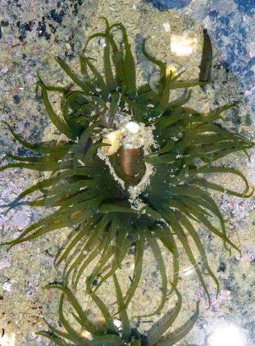 Isactinia olivacea