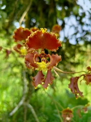 Cyrtochilum serratum