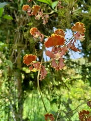 Cyrtochilum serratum