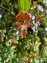 Cyrtochilum serratum