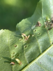 Caryomyia striolata