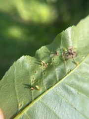 Caryomyia striolata
