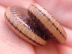 Californiulus yosemitensis