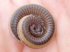 Californiulus yosemitensis