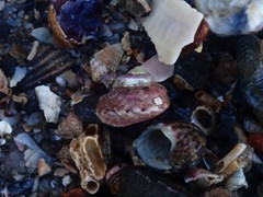 Notogibbula bicarinata