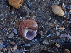 Notogibbula bicarinata