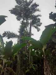 Cyathea caracasana