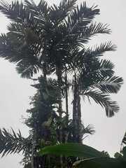 Cyathea caracasana