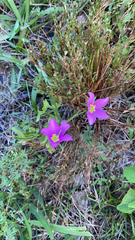 Sabatia campestris