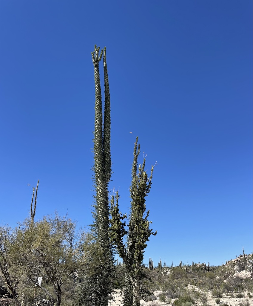 Fouquieria columnaris (Kellogg) Kellogg ex Curran 2