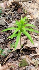 Lilium philadelphicum