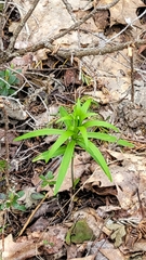 Lilium philadelphicum