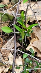 Lilium philadelphicum