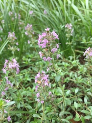 Thymus serpyllum