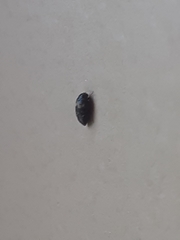 Attagenus fasciatus