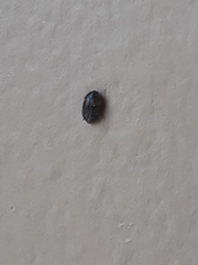 Attagenus fasciatus