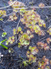 Drosera tubaestylis