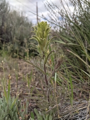 Castilleja pilosa pilosa