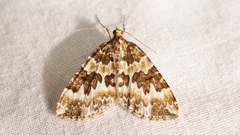 Electrophaes corylata