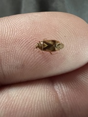 Tropidosteptes