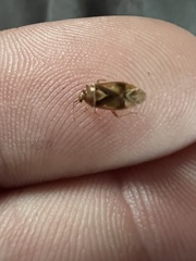 Tropidosteptes