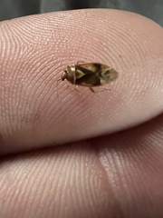 Tropidosteptes
