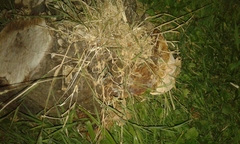 Ganoderma
