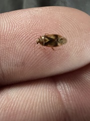 Tropidosteptes