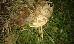 Ganoderma