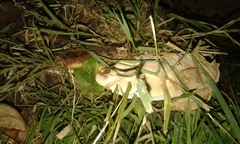 Ganoderma