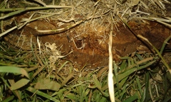 Ganoderma