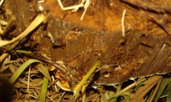 Ganoderma
