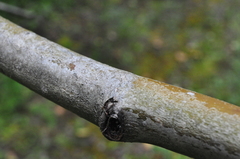 Phaeocalicium populneum