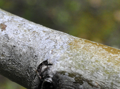 Phaeocalicium populneum